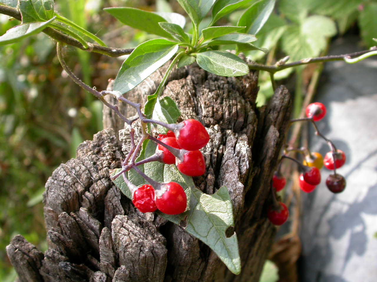 Sofur - Solanum dulcamara